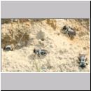 Andrena vaga - Weiden-Sandbiene -06- 01.jpg